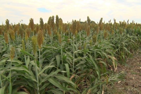 Eduardo Cicerone y Pablo Bouzada - Tobin Semillas - Más allá del pulgón, el sorgo no tiene techo en la Argentina