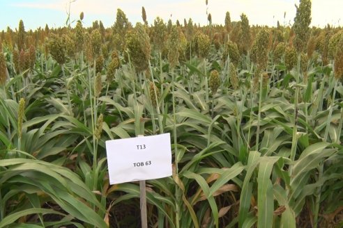 Eduardo Cicerone y Pablo Bouzada - Tobin Semillas - Más allá del pulgón, el sorgo no tiene techo en la Argentina