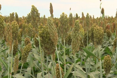 Eduardo Cicerone y Pablo Bouzada - Tobin Semillas - Más allá del pulgón, el sorgo no tiene techo en la Argentina