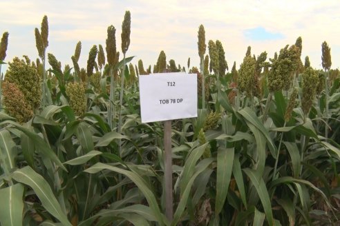 Eduardo Cicerone y Pablo Bouzada - Tobin Semillas - Más allá del pulgón, el sorgo no tiene techo en la Argentina