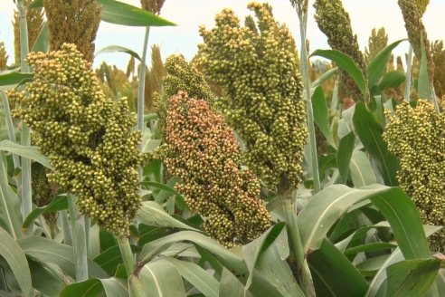 Eduardo Cicerone y Pablo Bouzada - Tobin Semillas - Más allá del pulgón, el sorgo no tiene techo en la Argentina