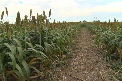 Eduardo Cicerone y Pablo Bouzada - Tobin Semillas - Más allá del pulgón, el sorgo no tiene techo en la Argentina