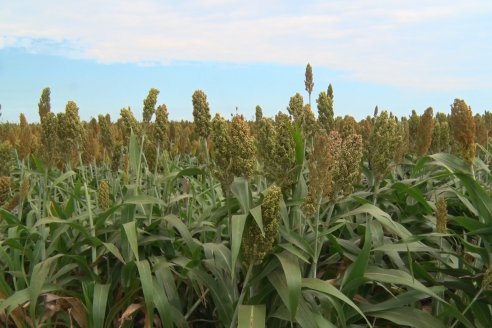 Eduardo Cicerone y Pablo Bouzada - Tobin Semillas - Más allá del pulgón, el sorgo no tiene techo en la Argentina