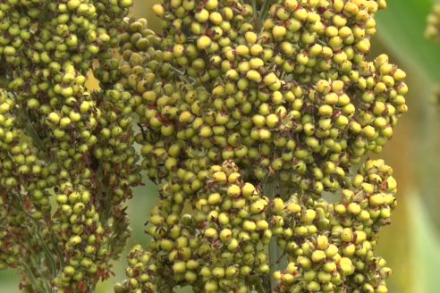 Eduardo Cicerone y Pablo Bouzada - Tobin Semillas - Más allá del pulgón, el sorgo no tiene techo en la Argentina