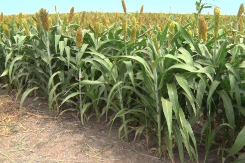 Eduardo Cicerone y Pablo Bouzada - Tobin Semillas - Más allá del pulgón, el sorgo no tiene techo en la Argentina