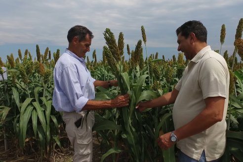 Eduardo Cicerone y Pablo Bouzada - Tobin Semillas - Más allá del pulgón, el sorgo no tiene techo en la Argentina