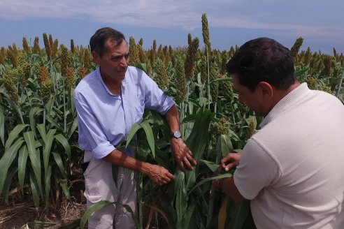 Eduardo Cicerone y Pablo Bouzada - Tobin Semillas - Más allá del pulgón, el sorgo no tiene techo en la Argentina