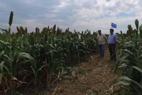 Eduardo Cicerone y Pablo Bouzada - Tobin Semillas - Más allá del pulgón, el sorgo no tiene techo en la Argentina