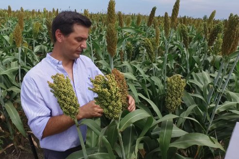 Eduardo Cicerone y Pablo Bouzada - Tobin Semillas - Más allá del pulgón, el sorgo no tiene techo en la Argentina