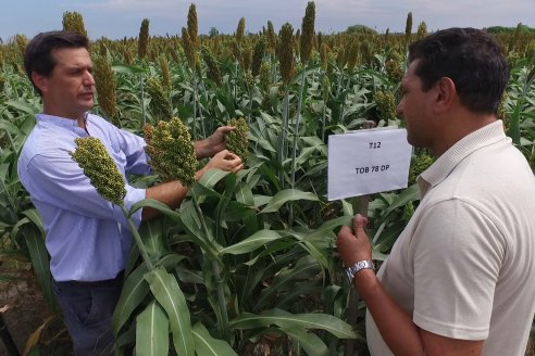 Eduardo Cicerone y Pablo Bouzada - Tobin Semillas - Más allá del pulgón, el sorgo no tiene techo en la Argentina