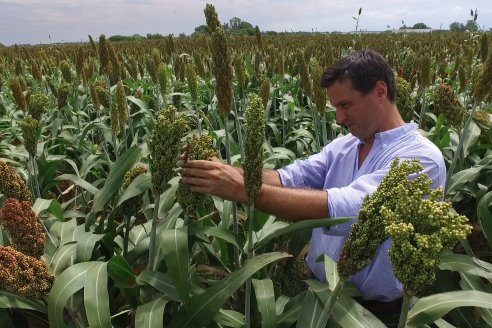 Eduardo Cicerone y Pablo Bouzada - Tobin Semillas - Más allá del pulgón, el sorgo no tiene techo en la Argentina