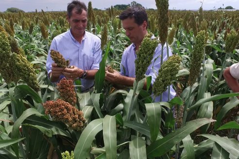 Eduardo Cicerone y Pablo Bouzada - Tobin Semillas - Más allá del pulgón, el sorgo no tiene techo en la Argentina