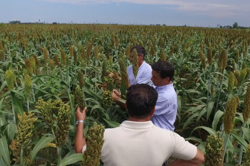 Eduardo Cicerone y Pablo Bouzada - Tobin Semillas - Más allá del pulgón, el sorgo no tiene techo en la Argentina