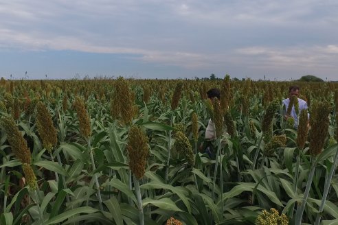 Eduardo Cicerone y Pablo Bouzada - Tobin Semillas - Más allá del pulgón, el sorgo no tiene techo en la Argentina