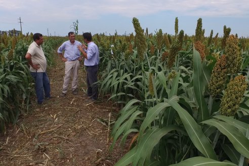 Eduardo Cicerone y Pablo Bouzada - Tobin Semillas - Más allá del pulgón, el sorgo no tiene techo en la Argentina