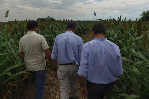 Eduardo Cicerone y Pablo Bouzada - Tobin Semillas - Más allá del pulgón, el sorgo no tiene techo en la Argentina