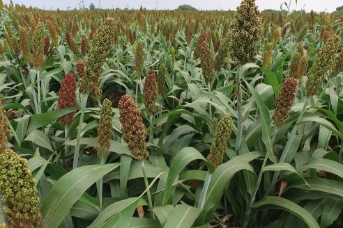 Eduardo Cicerone y Pablo Bouzada - Tobin Semillas - Más allá del pulgón, el sorgo no tiene techo en la Argentina