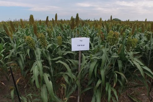 Eduardo Cicerone y Pablo Bouzada - Tobin Semillas - Más allá del pulgón, el sorgo no tiene techo en la Argentina