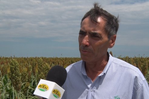 Eduardo Cicerone y Pablo Bouzada - Tobin Semillas - Más allá del pulgón, el sorgo no tiene techo en la Argentina