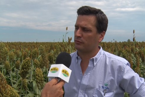 Eduardo Cicerone y Pablo Bouzada - Tobin Semillas - Más allá del pulgón, el sorgo no tiene techo en la Argentina