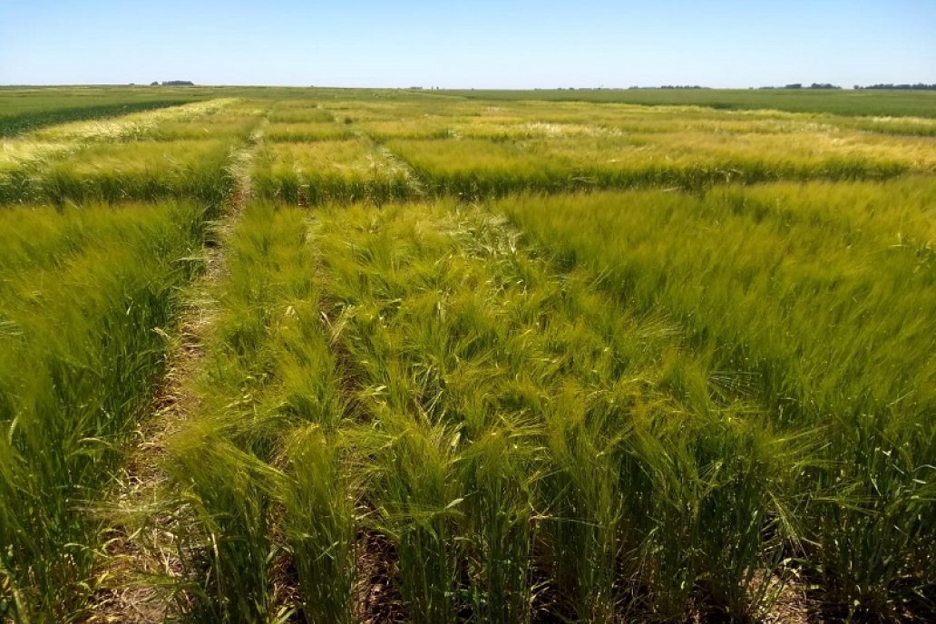 La producción está a cargo de agricultores de Cambio Rural La producción está a cargo de agricultores de Cambio Rural