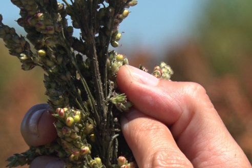 Sorgo: el estado de situación es grave y generalizado