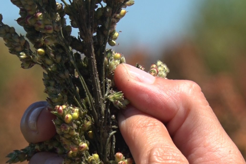 La plaga mella rendimientos en el área de producción de todo el país. La plaga mella rendimientos en el área de producción de todo el país.