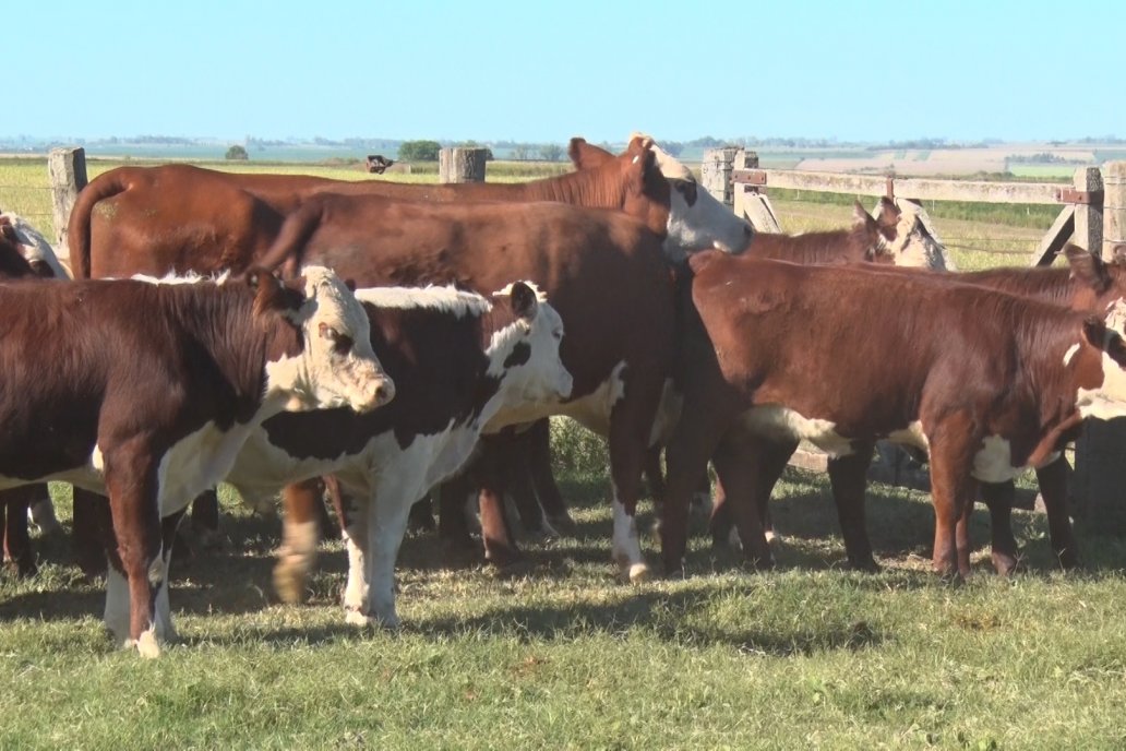 El valor de novillitos y terneros duplicó la inflación de 2020 e incluso más.