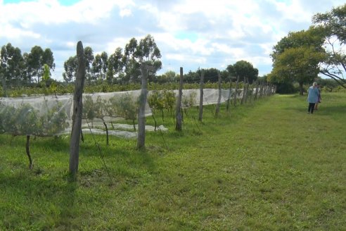 Vista a Establecimeinto Pampa Azul - Concordia - Vinos, Historia y una Reserva Natural se dan cita en un solo lugar