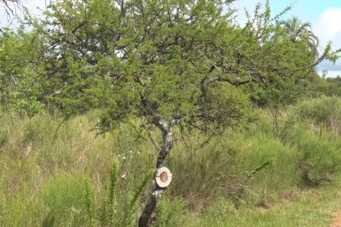 Vista a Establecimeinto Pampa Azul - Concordia - Vinos, Historia y una Reserva Natural se dan cita en un solo lugar