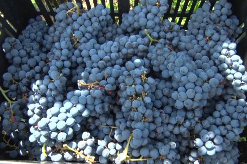 Vista a Establecimeinto Pampa Azul - Concordia - Vinos, Historia y una Reserva Natural se dan cita en un solo lugar