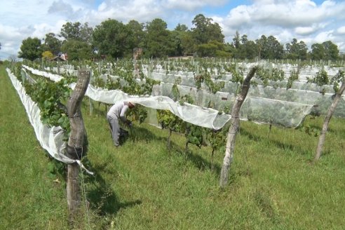 Vista a Establecimeinto Pampa Azul - Concordia - Vinos, Historia y una Reserva Natural se dan cita en un solo lugar