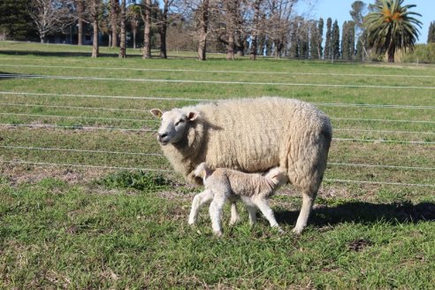 Claves para mejorar la producción de las majadas con una adecuada y planificada alimentación