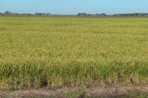 Día a Campo de Arroz - Campo Experimental de Fundación PROARROZ - San Salvador