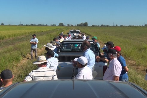 Día a Campo de Arroz - Campo Experimental de Fundación PROARROZ - San Salvador