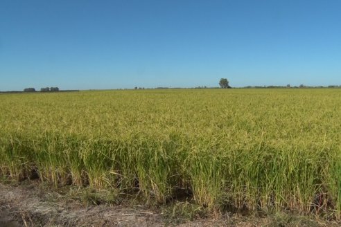 Día a Campo de Arroz - Campo Experimental de Fundación PROARROZ - San Salvador