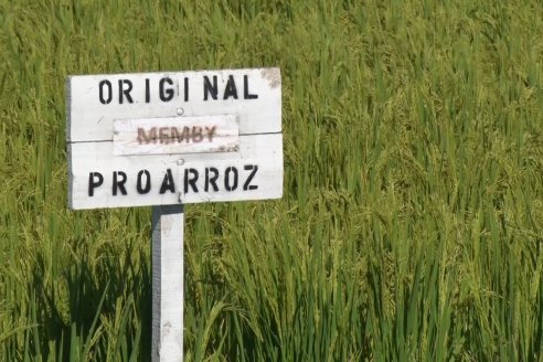 Día a Campo de Arroz - Campo Experimental de Fundación PROARROZ - San Salvador