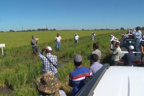 Día a Campo de Arroz - Campo Experimental de Fundación PROARROZ - San Salvador