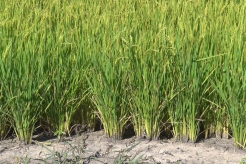 Día a Campo de Arroz - Campo Experimental de Fundación PROARROZ - San Salvador