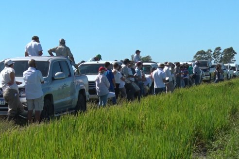Día a Campo de Arroz - Campo Experimental de Fundación PROARROZ - San Salvador