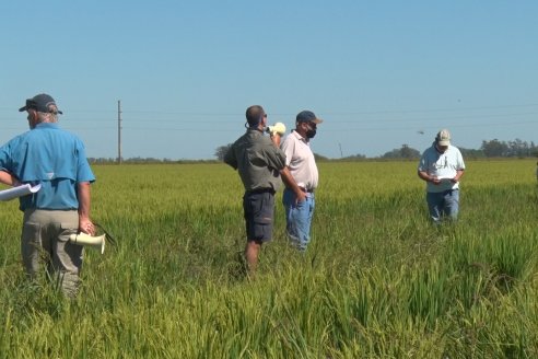 Día a Campo de Arroz - Campo Experimental de Fundación PROARROZ - San Salvador