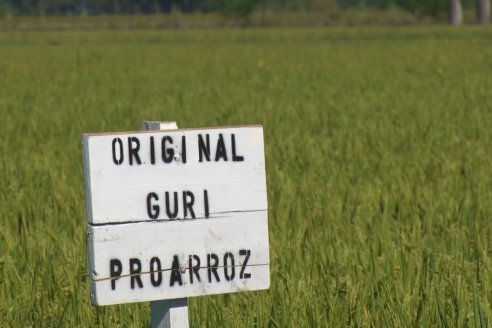 Día a Campo de Arroz - Campo Experimental de Fundación PROARROZ - San Salvador