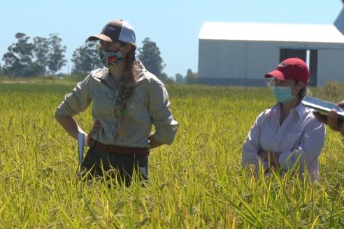 Día a Campo de Arroz - Campo Experimental de Fundación PROARROZ - San Salvador