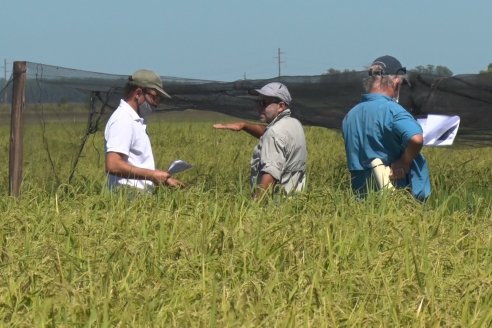 Día a Campo de Arroz - Campo Experimental de Fundación PROARROZ - San Salvador