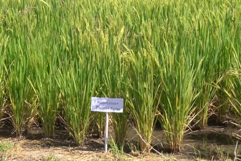 Día a Campo de Arroz - Campo Experimental de Fundación PROARROZ - San Salvador