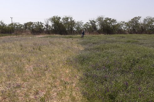 Fertilizantes y agroquímicos: su venta y producción aumentó el 11%