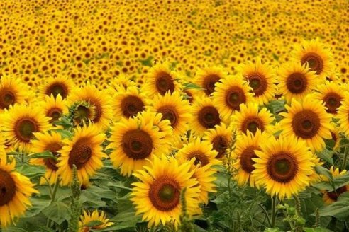 Se sembraron 4.950 hectáreas más de girasol que el año pasado