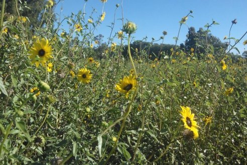 Viene muy entonado el financiamiento con warrants en la región