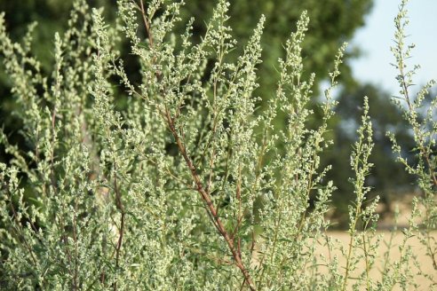 Evalúan aceites esenciales para el control de plagas