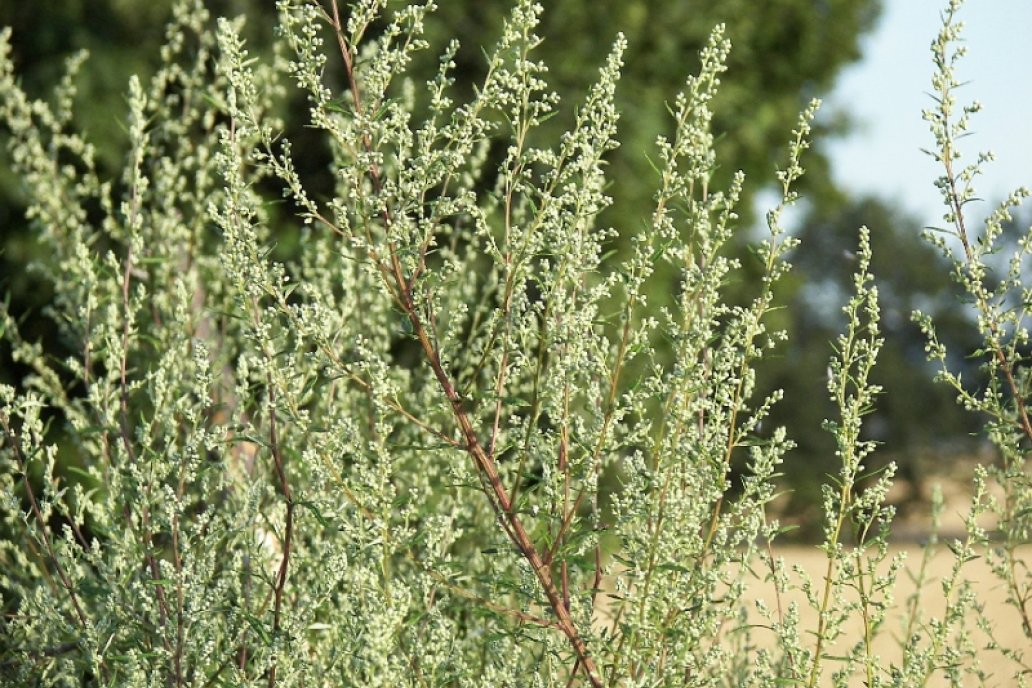 El burro, una protección eficientes para granos almacenados.